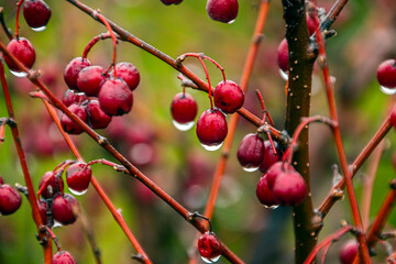 Red berries with raindrops close-up	
