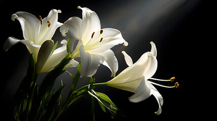 Beautiful white lily flower Beautiful light shines, close-up. Macro Photography. The selected sharpness, on a black background.