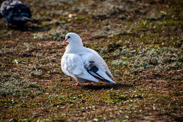 A black and white fat pigeon stands on the ground with dry grass in autumn in the park