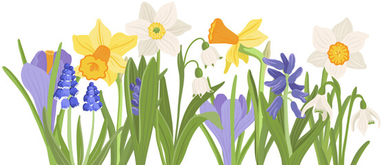 crocus, spring flowers, vector drawing wild plants at white background, floral border, hand drawn botanical illustration