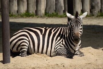 zebra resting on a summer day