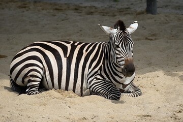 Fototapeta na wymiar zebra resting on a summer day