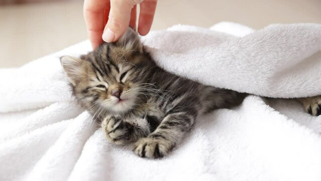 4k, cute sleeping kitten at home, hand stroking a small striped fluffy kitten sleeping on a white plaid