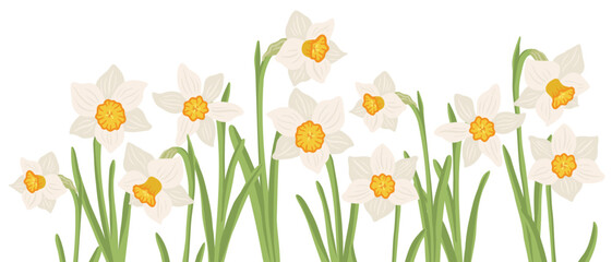 jonquils, spring flowers, vector drawing wild plants at white background, floral elements, hand drawn botanical illustration