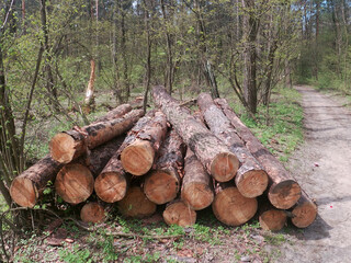 trees cut down in Partizanska Slava park in Kyiv, Ukraine