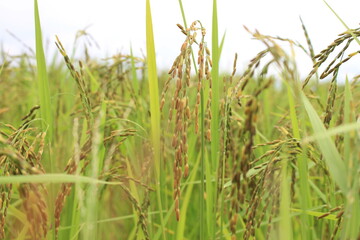 Fototapeta premium rice field