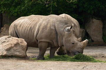 rhino resting on a summer day