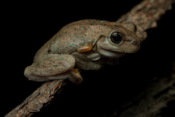 Macro Close-Up of Peron's Tree Frog (Litoria peronii) climbing on a branch. Dimbula, Victoria, Australia
