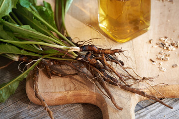 Fresh dandelion roots with leaves, with a bottle of herbal tincture in the background