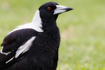 Australian Magpie (Gymnorhina tibicen) Profile on Phillip Island, Victoria, Australia.