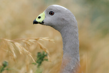Elegant Profile of a Cape Barren Goose (Cereopsis novaehollandiae) in Natural Habitat, Phillip Island, Victoria, Australia