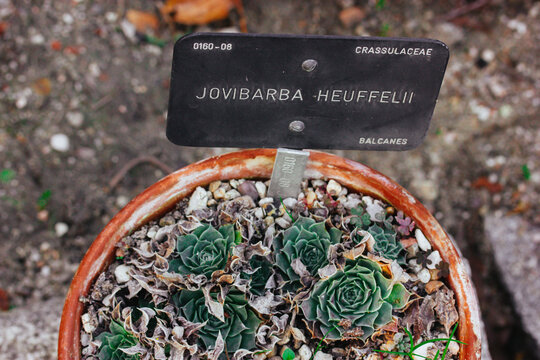Jovibarba Heuffelii little green fresh plants with green leaves. Potted succulents in a clay pot. Succulent rosettes and plaque with a name of a plant