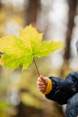 Kind hält buntes Ahornblatt im Herbst - 695908219