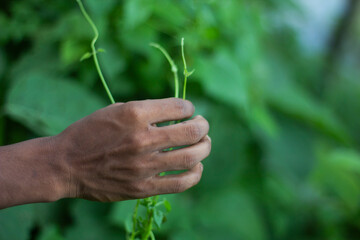 A man is holding a branch on a tree with his hands and a green background