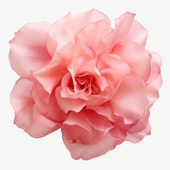 A close up of a pink flower on a white background.