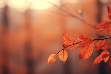 Naklejka na ściany i meble Autumn autumn colours autumn leaves blur