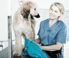 Mature woman hairdresser wipes puppy of Afghan hound in hairdresser for dogs