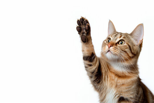 cat giving high five isolated on white