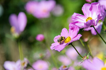 Honey bee collecting pollen on cosmos flower