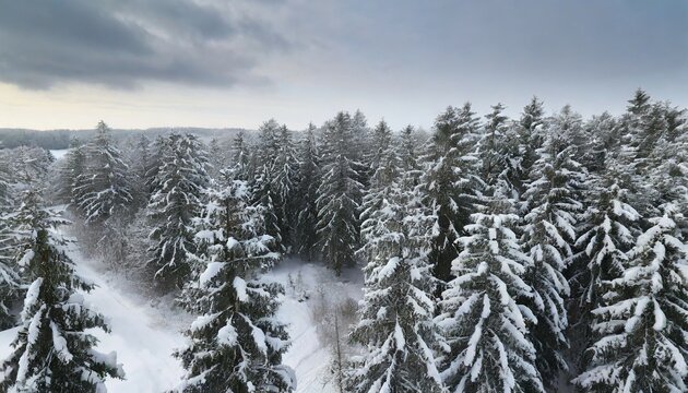 drone photo of snow covered evergreen trees after a winter blizzard in lithuania