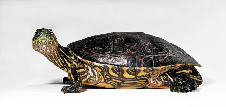 Kinnfleck-Schmuckschildkr&ouml;te // Colombian Slider  (Trachemys callirostris)