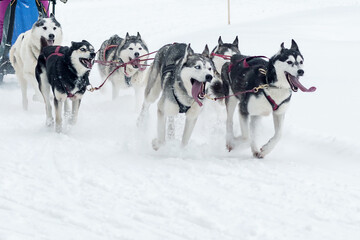 A group of sled dogs tied together runs through fresh snow in a forested area.