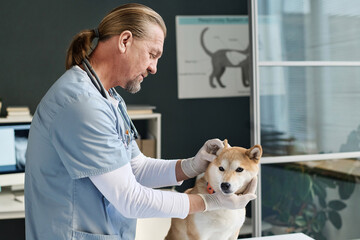 Medium shot of middle-aged veterinarian doing checkup of ear of dog patient at vet office