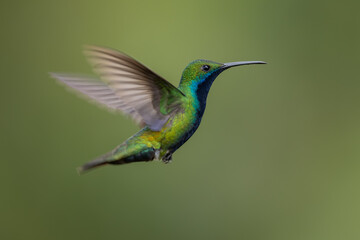 Black-throated Mango in flight and isolated against a green background