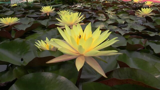 Beautiful yellow lotus, water lily flowers with green leaves blossom in morning sunlight with wind blowing in pond and bees swarming around to suck nectar from pollen. Uttaradit Thailand.