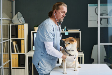 Middle-aged caucasian veterinarian listening to heartbeat of dog patient during checkup - obrazy, fototapety, plakaty