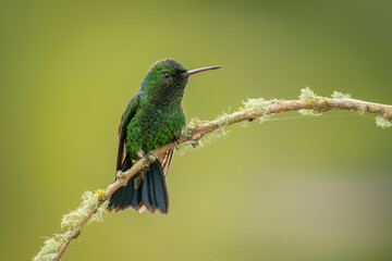 Steely-vented hummingbird perched on a branch and sitting isolated against a green background