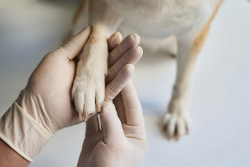 Closeup of paw of dog on palm of veterinarian
