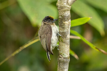 Grayish Piculet perched on a tree branch