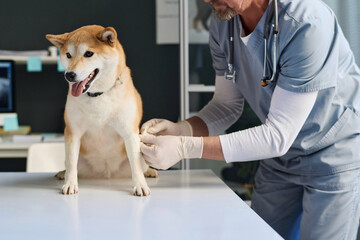 Shiba inu dog sitting on examination table at veterinary clinic, doctor putting bandage on its paw