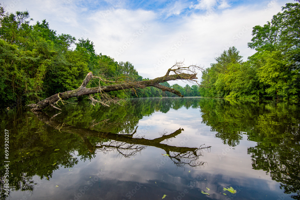 Canvas Prints dead tree in water casting shadow and reflection on the water, czech republic.