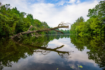 Dead tree in water casting shadow and reflection on the water, Czech Republic. - 695920217