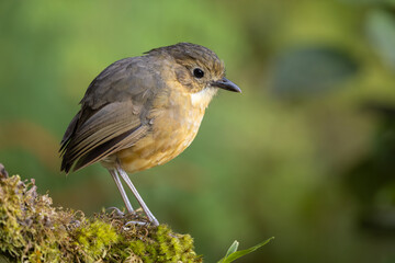 Tawny Antpitta perched on a moss-covered branch