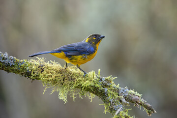 Lacrimose mountain tanager perched on a moss-covered branch