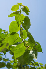 color and texture of bougenvilia leaves tree in sunlight