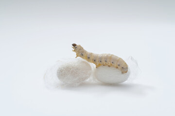 Silkworm make cocoon on white background