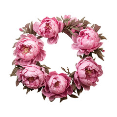 Beautiful peony flowers isolated on white