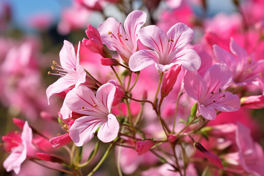 Pink flowers Gaura