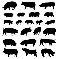Pig breeds silhouettes. Vector illustration.