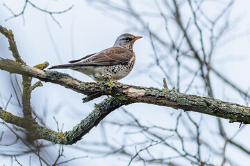 A fieldfare perching on a branch in the woodland on a winter day. Grey blue sky in the background.