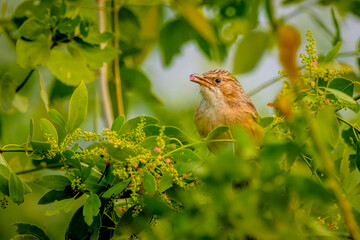 Common babbler (Argya caudata), Keoladeo Ghana National Park (Bharatpur Bird Sanctuary)