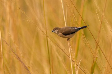 Silverbill munia (Euodice malabarica), Keoladeo Ghana National Park (Bharatpur Bird Sanctuary)