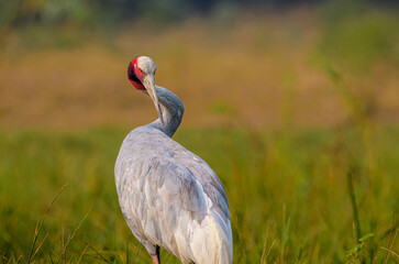 Sarus crane (Antigone antigone), Keoladeo Ghana National Park (Bharatpur Bird Sanctuary)