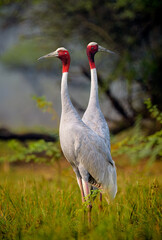 Sarus crane (Antigone antigone), Keoladeo Ghana National Park (Bharatpur Bird Sanctuary)