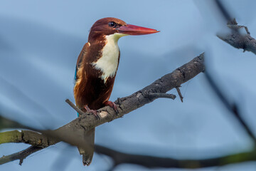 White-throated kingfisher (Halcyon smyrnensis), Keoladeo Ghana National Park (Bharatpur Bird Sanctuary) - obrazy, fototapety, plakaty