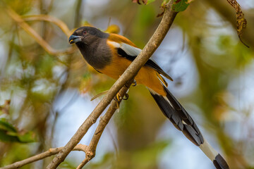Rufous treepie (Dendrocitta vagabunda), Keoladeo Ghana National Park (Bharatpur Bird Sanctuary)